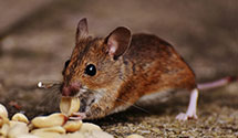 24 Hour & Emergency Exterminators in Farmdale, OH